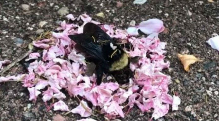 El Vídeo viral de hormigas llevando pétalos de flores a una abeja muerta