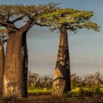 baobab arboles