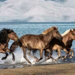 caballos salvajes
