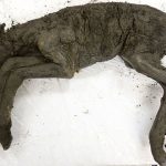 cria de caballo