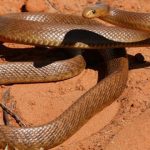 curiosidades de Australia 2