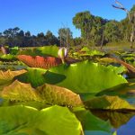 curiosidades de Australia2