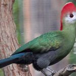 50 Curiosidades sobre Angola. ¡Descubrelas! | Con imágenes