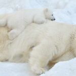 datos-curiosos-de-canada-los-osos-polares