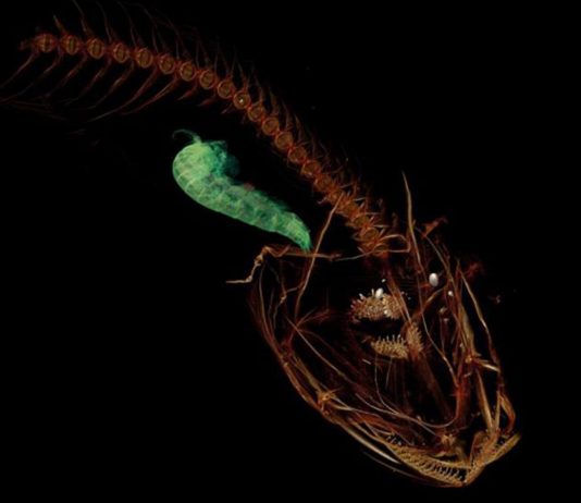 El pez caracol de las Marianas | Vive en lo más profundo del océano pez caracol de las marianas