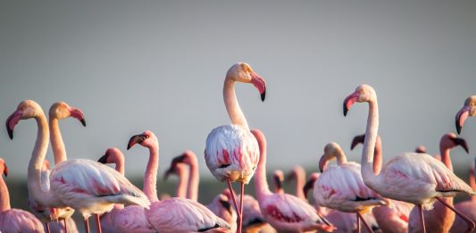 pico de los flamencos