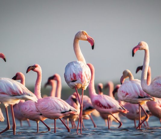 El pico de los flamencos | Es tan raro porque… ¡está del revés! pico de los flamencos