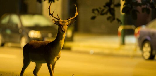 Animales salvajes en la ciudad | Lugares donde no esperarías encontrarlos animales salvajes en la ciudad