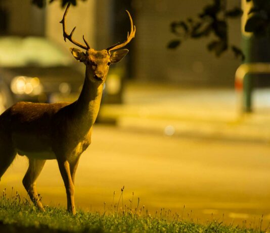 animales salvajes en la ciudad