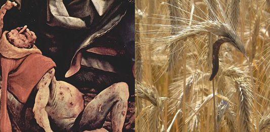 Cornezuelo del Centeno | Un alucinógeno que enloqueció al medievo