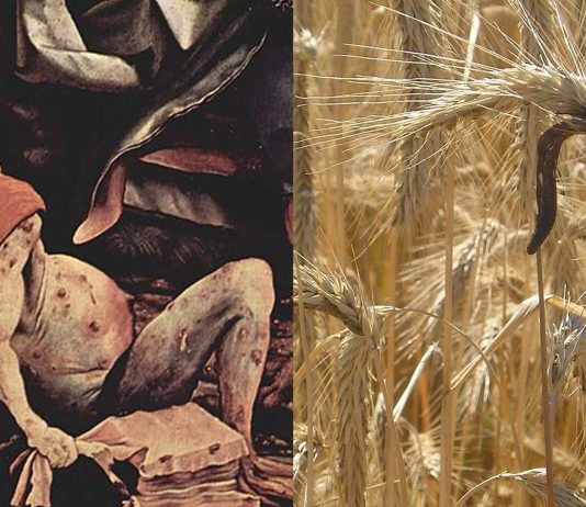 Cornezuelo del Centeno | Un alucinógeno que enloqueció al medievo Cornezuelo del Centeno | Un alucinógeno que enloqueció al medievo