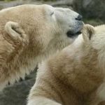 35 Curiosidades de Berlín que te sorprenderán | Con Imágenes