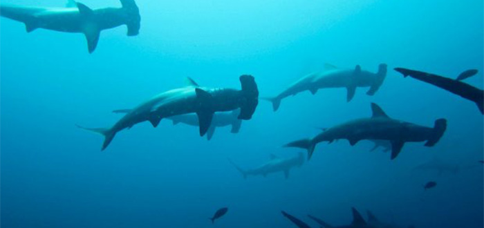 datos curiosos de los tiburones