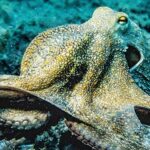 mama pulpo