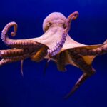 mama pulpo