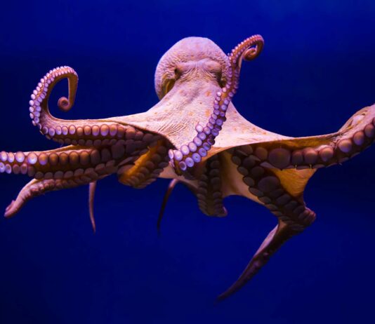 El sacrificio de una mamá pulpo | Se suicida después de dar a luz mama pulpo