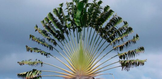palmera del viajero