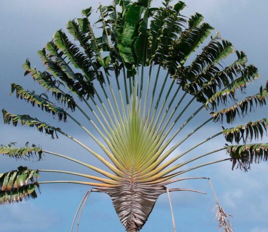La palmera del viajero | El árbol capaz de dar agua a los sedientos palmera del viajero