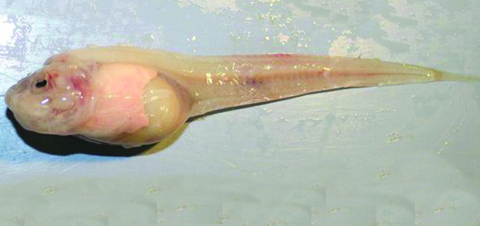 pez caracol