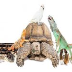 animales exóticos’
