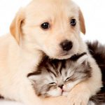animales exóticos 3
