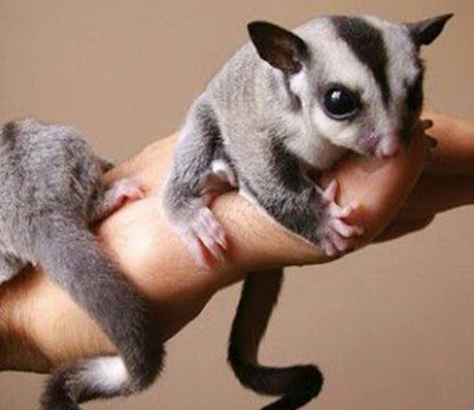 Animales exóticos vs Animales domésticos | ¿Cuál es tu mascota ideal? animales exóticos