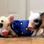 animales exóticos9