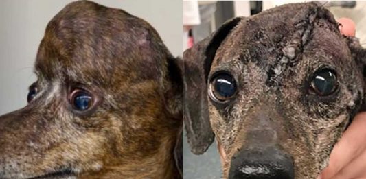 Patches, el perro salvado gracias a una impresora 3D | ¡Conoce la historia!