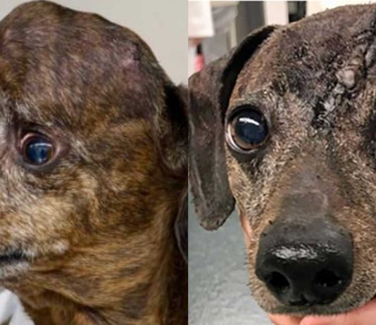 Patches, el perro salvado gracias a una impresora 3D | ¡Conoce la historia! Patches, el perro salvado gracias a una impresora 3D | ¡Conoce la historia!