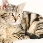 Gato Romano