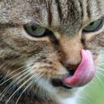 Gato Romano