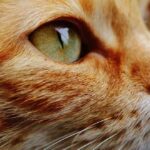 Gato Romano