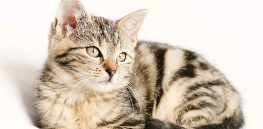 Gato Romano