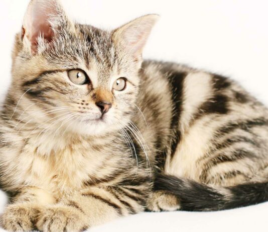 20 Curiosidades del Gato Romano | El más común y amado de Europa Gato Romano