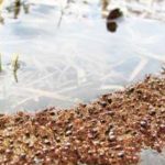 3 Hechos espeluznantes sobre las hormigas | ¡Impactantes!