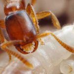 3 Hechos espeluznantes sobre las hormigas | ¡Impactantes!