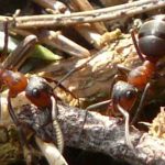 3 Hechos espeluznantes sobre las hormigas | ¡Impactantes!