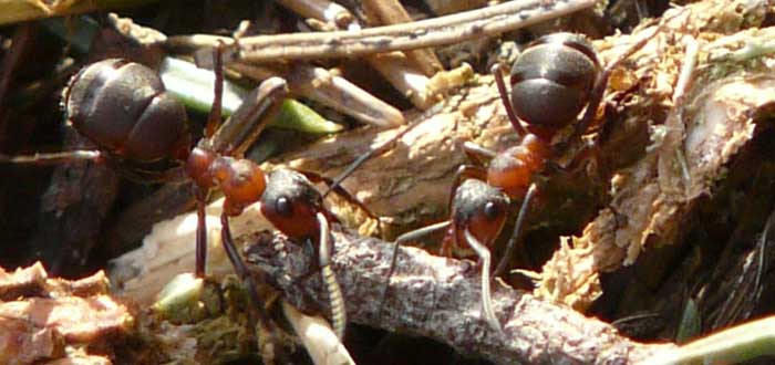 Hechos espeluznantes sobre las hormigas