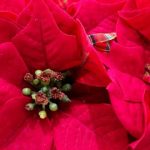 La Navidad en México | ¿Cómo se celebra? Lo más sorprendente