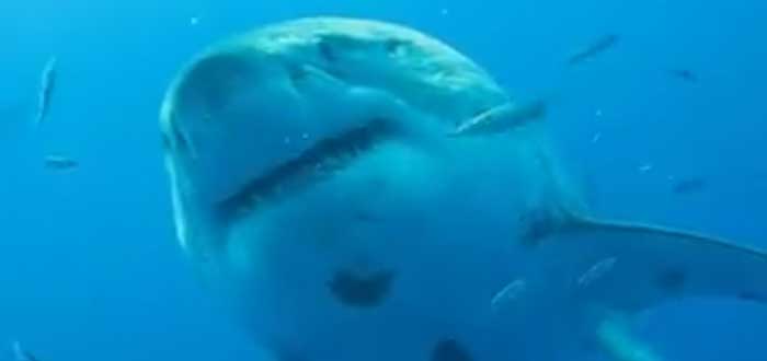 Tiburón blanco más grande