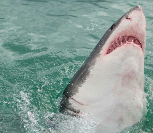 El Tiburón blanco más grande de la historia | ¿Cuánto medía? ¿Cómo era? Tiburón blanco más grande