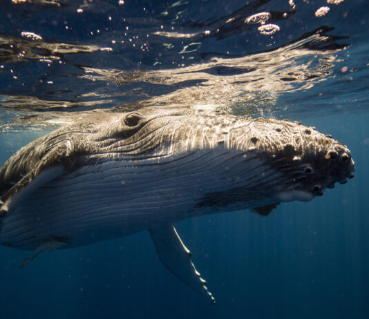 La ballena que protegió a una buceadora de un tiburón ballena que protegió