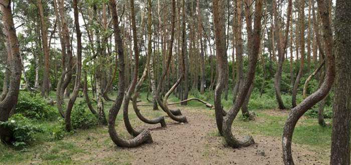 El Misterio del Bosque Retorcido de Polonia | ¿Qué lo causó?
