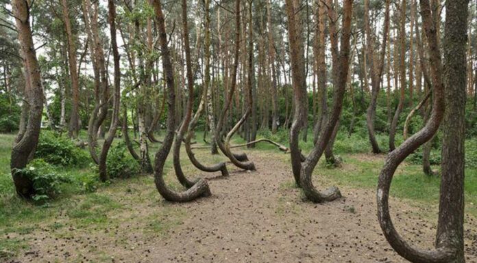 El Misterio del Bosque Retorcido de Polonia | ¿Qué lo causó?