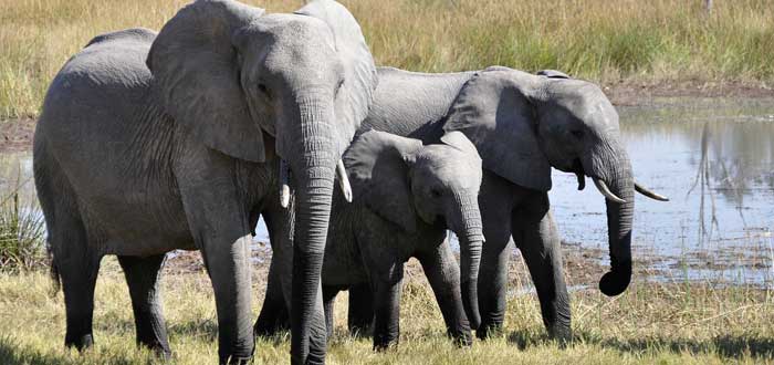 30 Curiosidades sobre elefantes | Criaturas extraordinarias