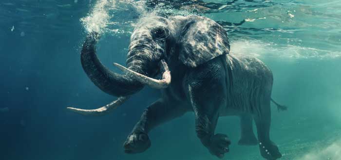 30 Curiosidades sobre elefantes | Criaturas extraordinarias