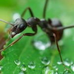 curiosidades-sobre-las-hormigas