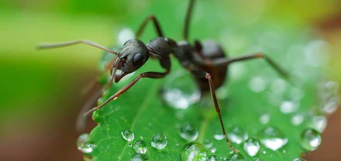 Curiosidades sobre las hormigas
