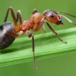 datos-curiosos-de-las-hormigas