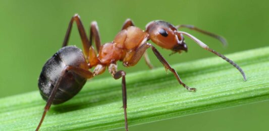 15 datos curiosos de las hormigas